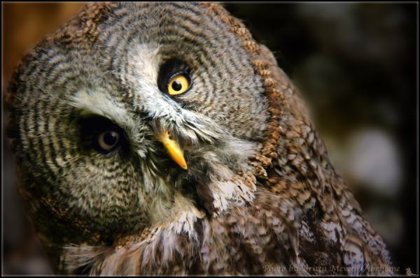 owl2_by_brijome600_398