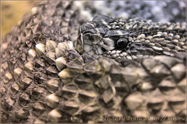 rattlesnake_by_brijome600_398