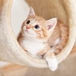 50+ Funny Cat Pictures