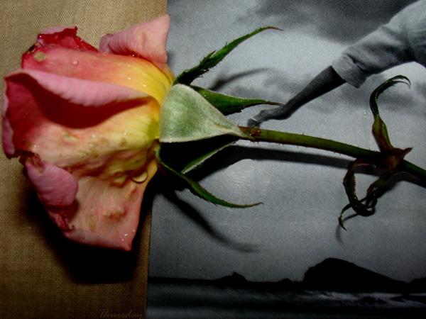 1 rose + magazine + shot = design rose picture