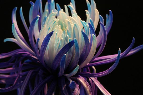 Blue and white Chrysanthemum Picture Blue and white Chrysanthemum Picture