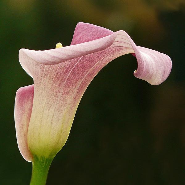 11 Calla Lily