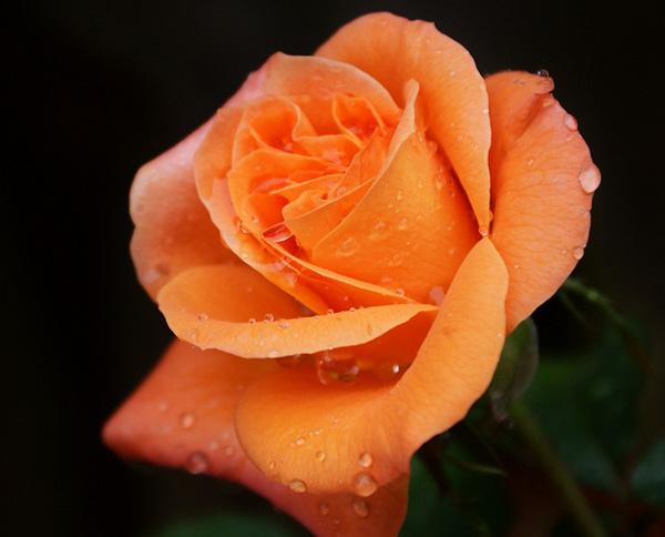 11 Orange Rose~Explored! rose picture