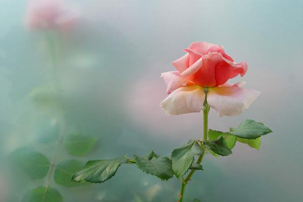 12 Rose and shadows . . . rose picture
