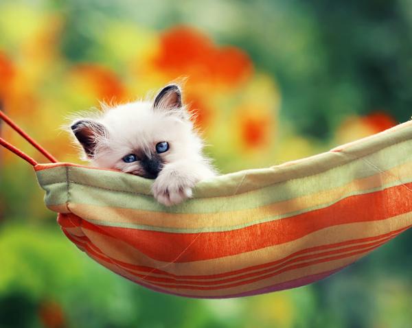 12 in the hammock
