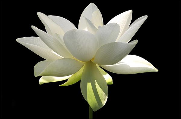 15 Lotus Flower in the Early Morning Sun