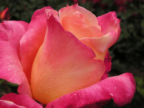 Pink Roses Picture Pink Roses Picture