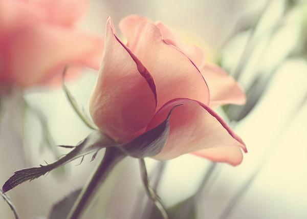 16 Rose Summer Rose