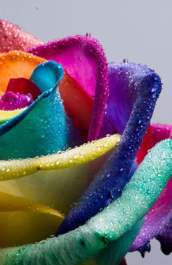 Wet Rainbow Rose  Wet Rainbow Rose