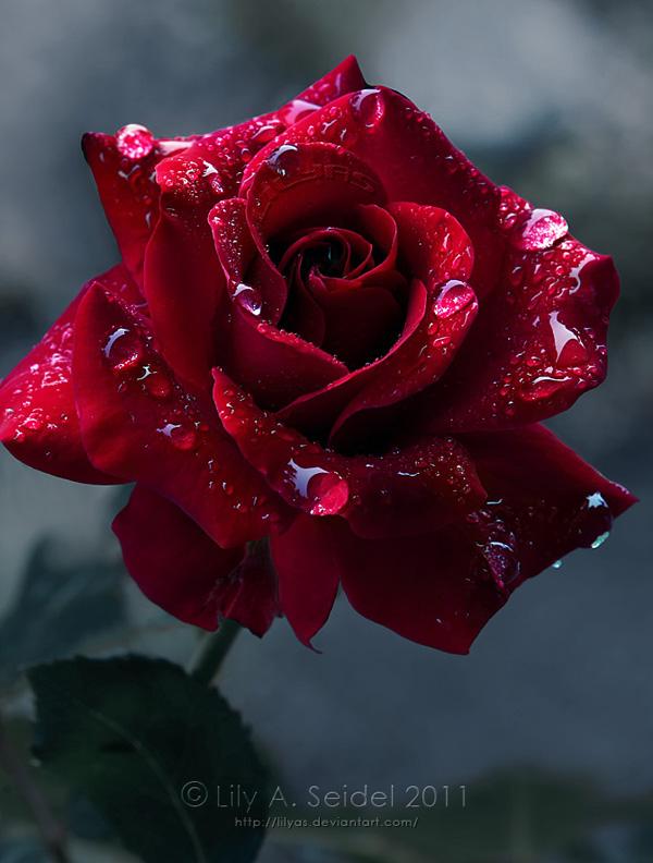 45 Beautiful Pictures of Roses | Art and Design