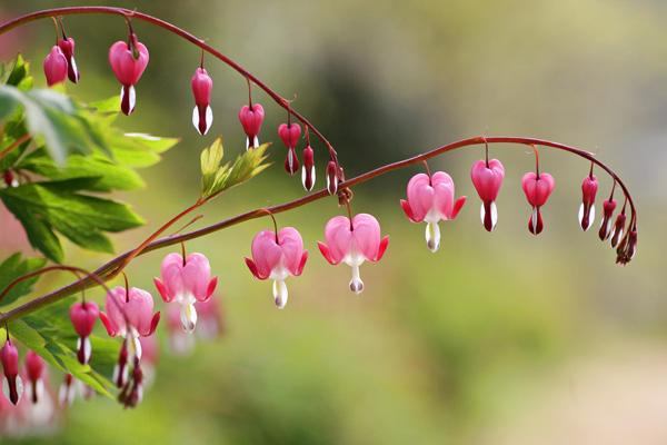 2 Bleeding Heart Bleeding Heart Flower Picture