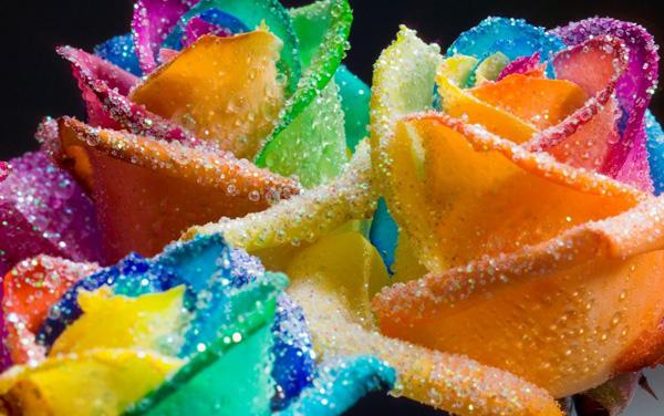 Glitter Rainbow Roses Glitter Rainbow Roses