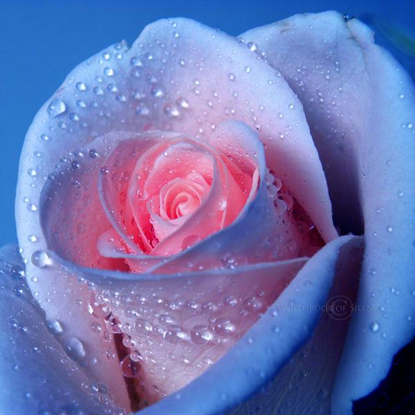 21 The heart of a rose rose picture