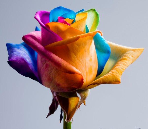 22 You like this Rainbow Rose rose picture