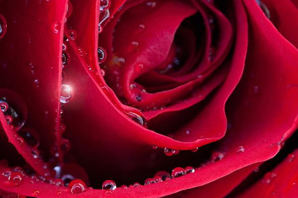 23 The Silent Rose rose picture