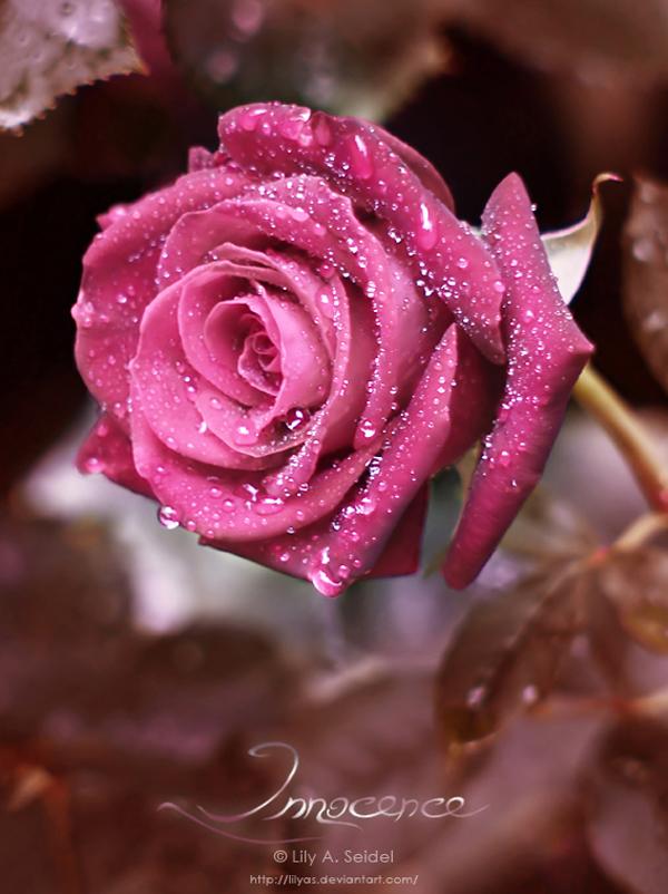 24 Innocence rose picture