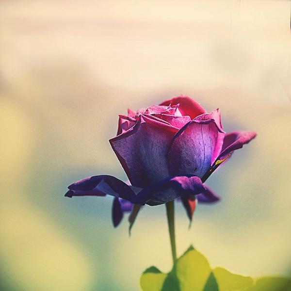 26 It's all about love rose picture