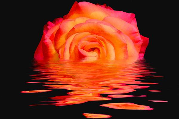 27 A Melting Rose - photo art conversion rose picture
