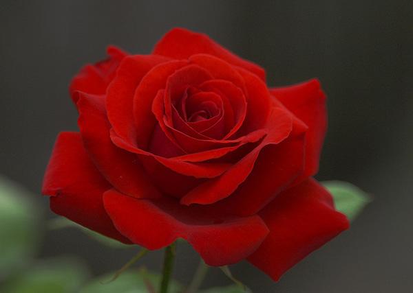 A Red Rose A Red Rose