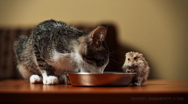 28 cat and mouse