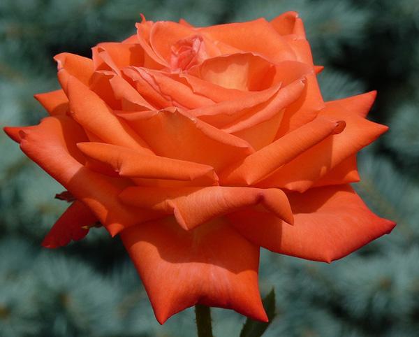 29 Orange Rose rose picture