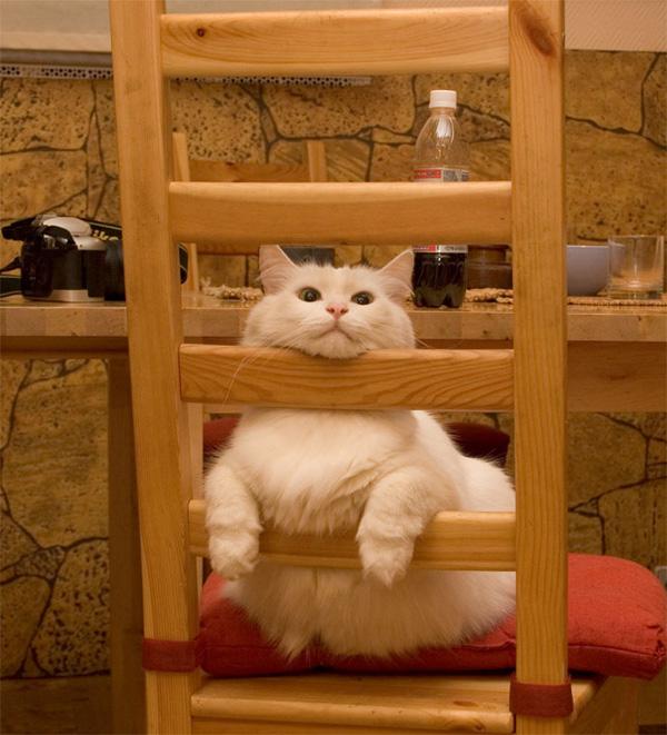 3 Cat Relaxation