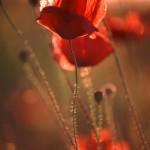 50 Pictures of Pretty Flowers