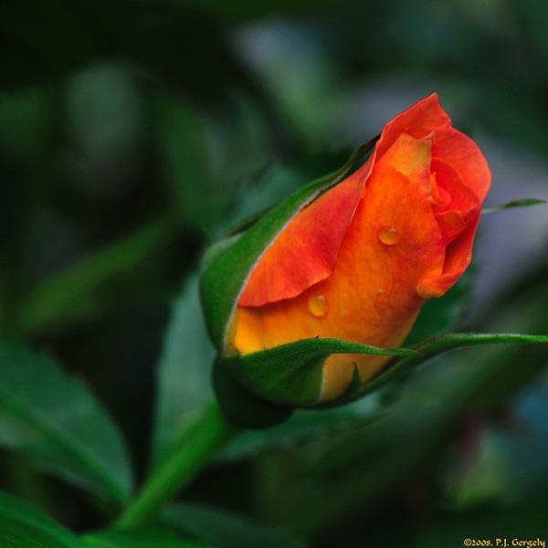 30 Rose Bud rose picture