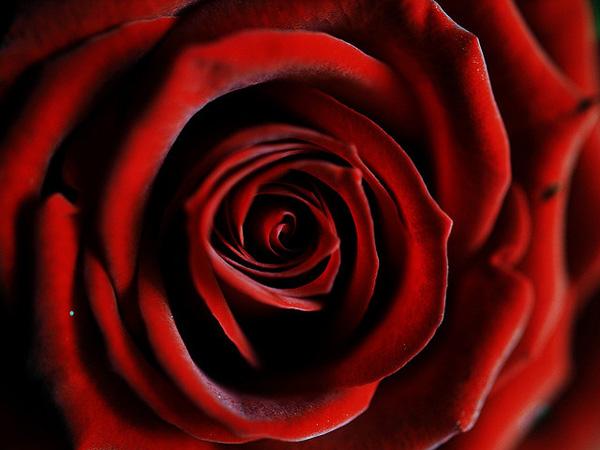 31 Rose for you -- Rose für Euch rose picture