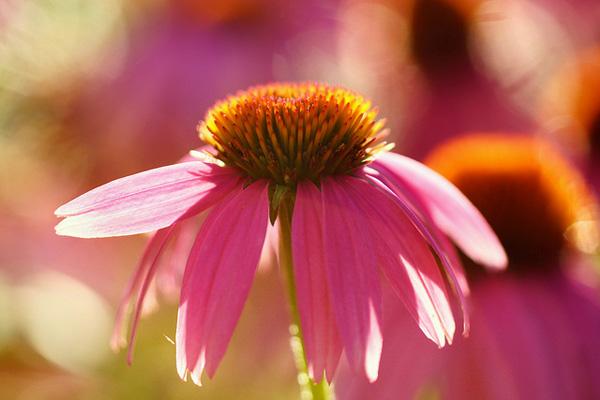 32 Evening Coneflower
