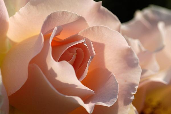 32 Rose rose picture
