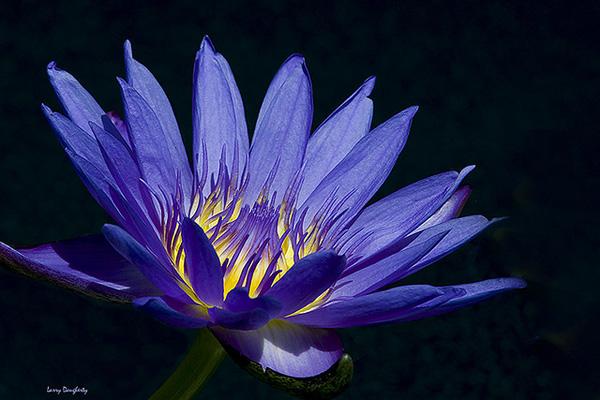 34 Another Botanical Garden Water Lily