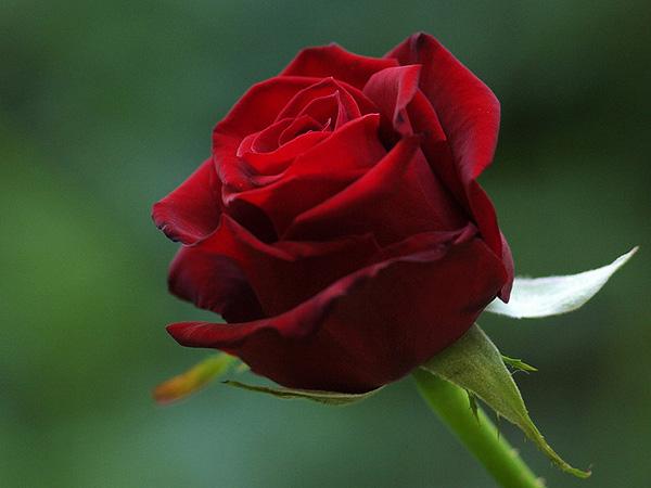 35 Rote Rose rose picture