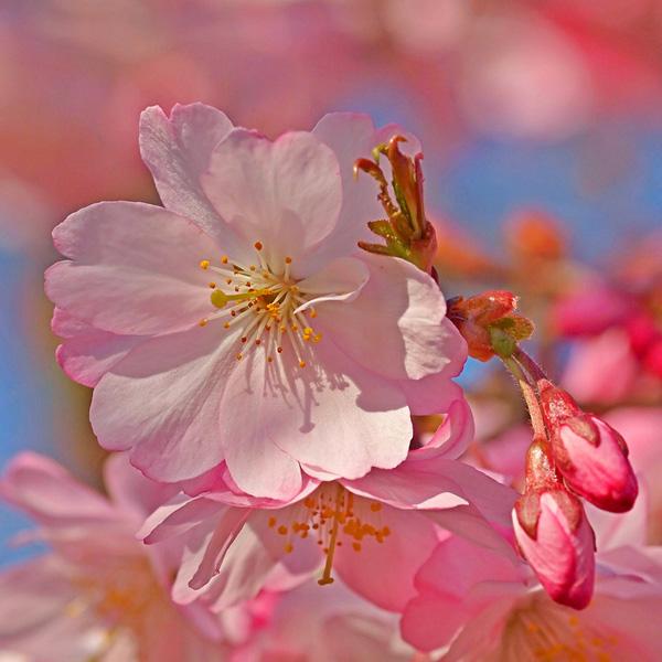 36 Japanese Cherry flowers in full bloom!