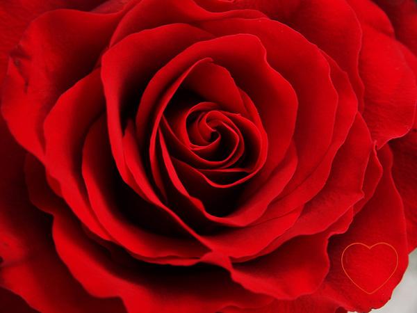 36 Rose rose picture