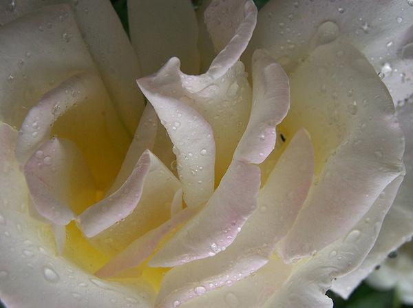 White Rose with raindrops picture White Rose with raindrops picture