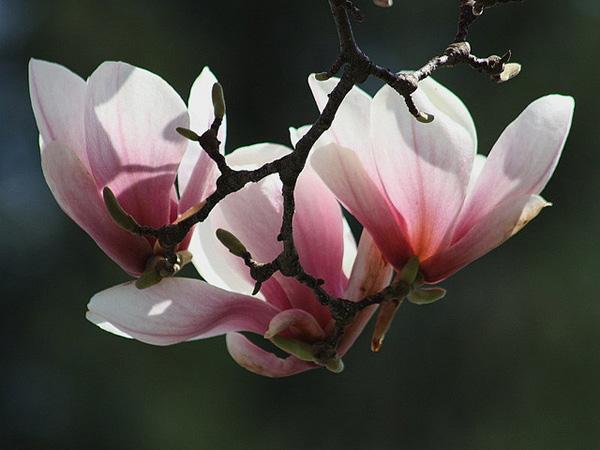 38 Magnolia Blossoms