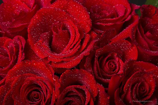 38 Red Roses and Water Drops rose picture