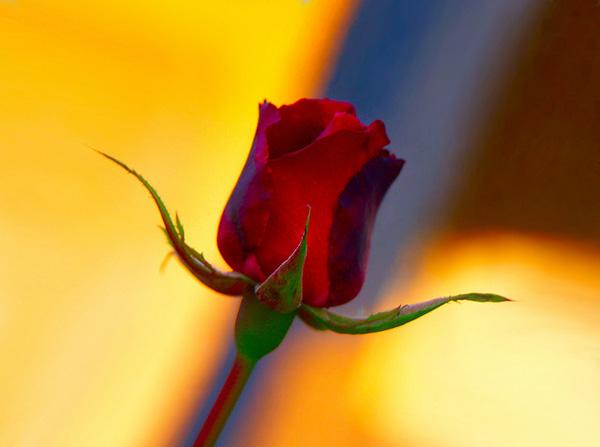 39 rose bud rose picture