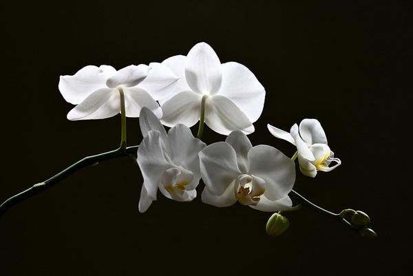 4 Phalaenopsis Flowers