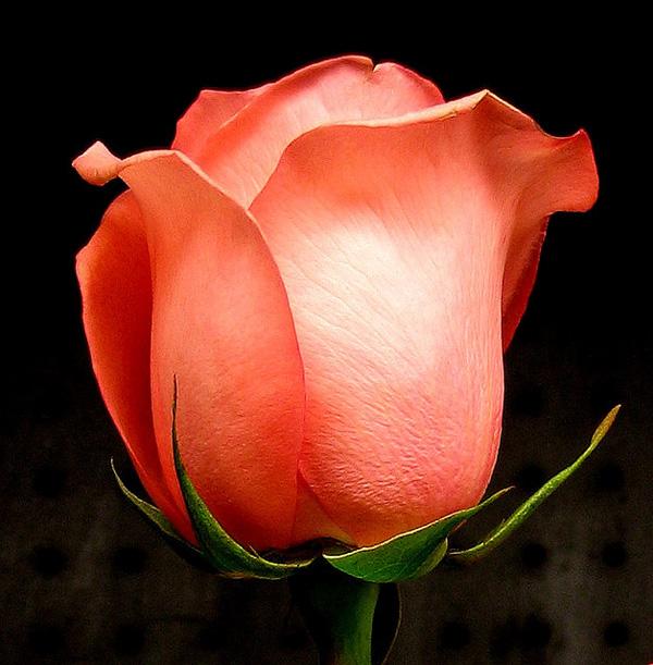 40 rose rose picture