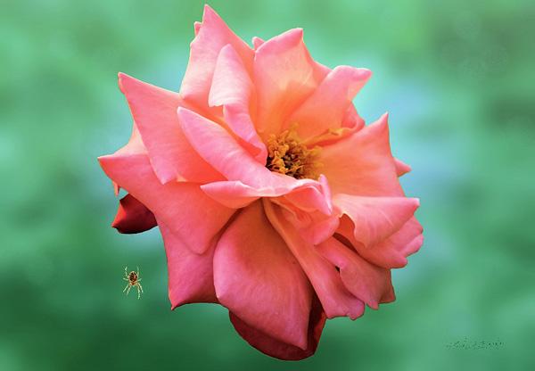 41 The Spider and the Rose rose picture