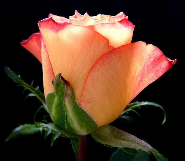 42 Rose rose picture