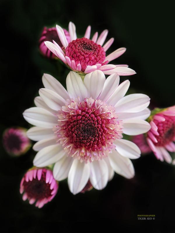 42 chrysanthemum