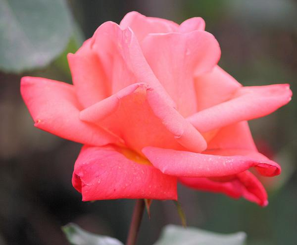 43 Rose rose picture