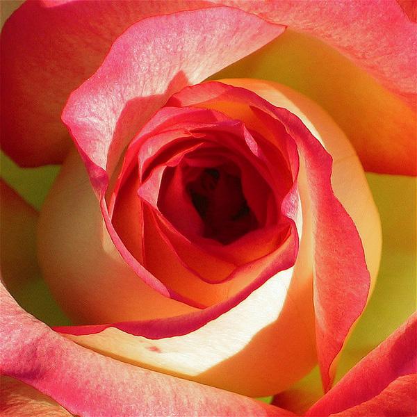 44 Rose rose picture