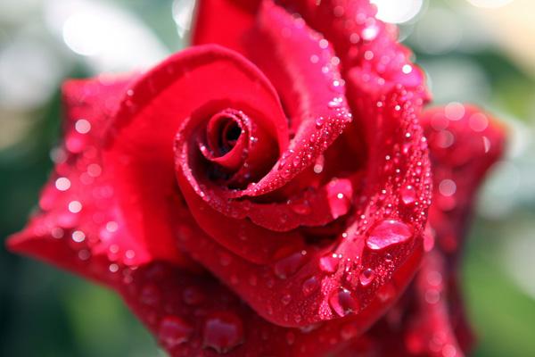 45 Rose rose picture