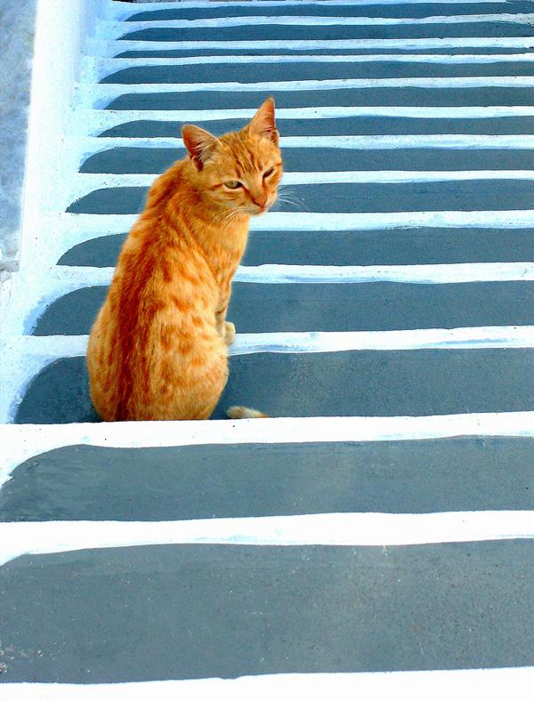 46 Cat on stairs