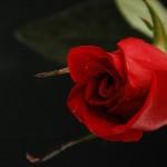 45 Beautiful Pictures of Roses