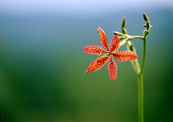 7 Tiger Dot (Blackberry-Lily)
